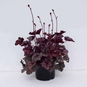 Heuchera 'Silver Scrolls'PBR ---